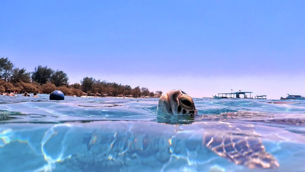 Sea turtle photography